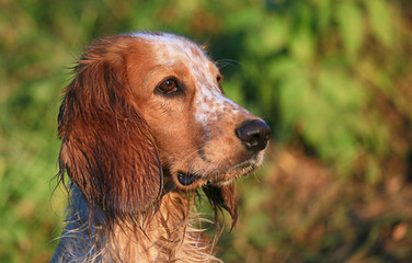 Portrait of a dog breed Russian hunting spaniel in nature