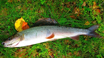 grayling European