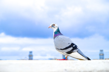 Adorable homing pidgeon delivering a message.
