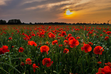 Fototapeta na wymiar Bright red Poppy field glowing just prior sunset