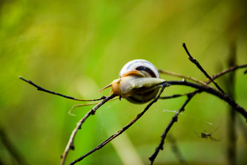 Snail on a dry branch