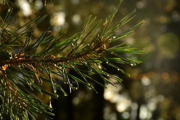  Raindrops on pine needles