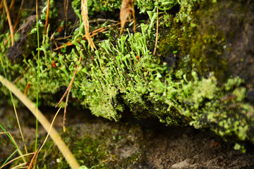 Moss in the forest