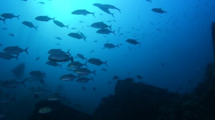 School of Bluefin Trevally, Caranx melampygus in Andaman sea 
