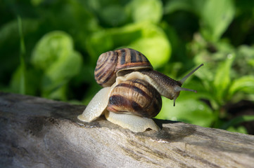 Two large snails on wooden log