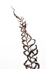 Dried Fern