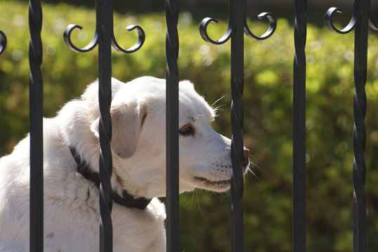 Hembra joven de perro golden retriever blanco o mestizo de labrador retriever y perro de monta&ntilde;a mast&iacute;n detr&aacute;s de verja ladrando a la calle en casa chal&eacute; con jard&iacute;n verde en d&iacute;a soleado de primavera.