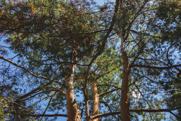 a bunch of trees against a blue sky.