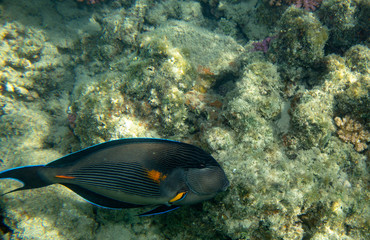 Fototapeta na wymiar sea fish near coral, underwater
