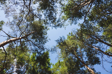 a bunch of trees against a blue sky.