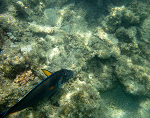 sea fish near coral, underwater