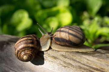 Two large snails on wooden log