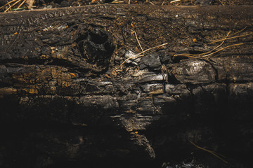 Naklejka na ściany i meble stump of oak tree felled - section of the trunk with annual rings