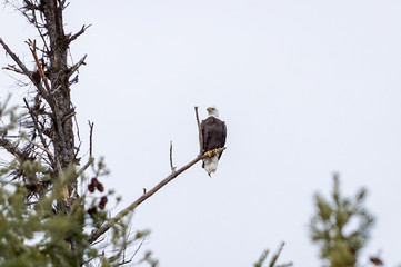 Eagle on branch