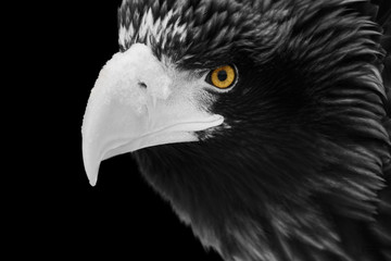 Portrait of an eagle with a large beak and bright yellow eyes in black and white format close-up