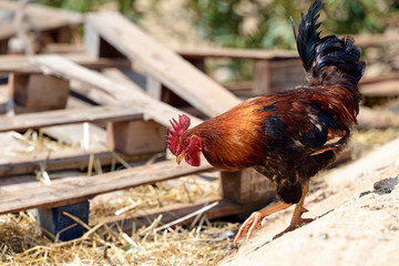 Haushuhn (Hahn) - Chicken