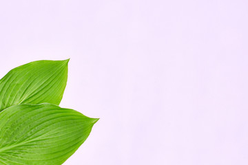 Fototapeta na wymiar Fresh green leaf of a plant on pastel pink background. Top view.