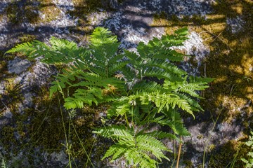 Obraz premium Beautiful view of green fern plant on gray rock overgrown with gray moss. Gorgeous nature backgrounds.