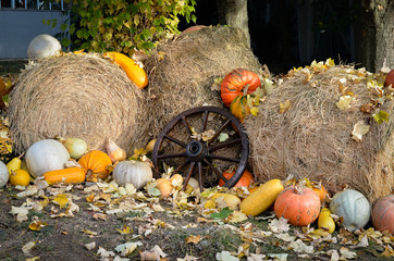 Obraz premium Public botanical garden decoration . A pumpkin exhibition on a straw bales background
