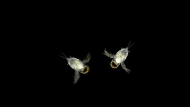 zooplankton under a microscope, the predatory water flea Polyphemus pediculus, detachment Cladocera, stands out with its large eye, which is looking for its victim. Very fast moving and social life