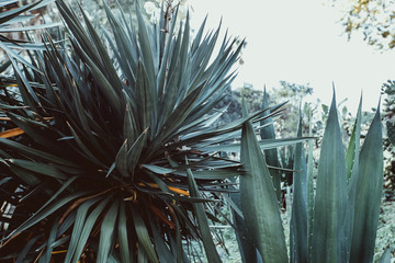 Fototapeta premium medicinal plant aloe with dark toning, aloe Bush, the long leaves of the plant. Exotic or tropical plant in garden or park. natural background