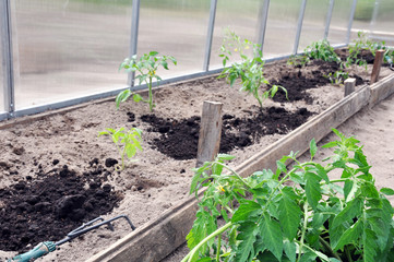 preparation and planting in a greenhouse seedlings of vegetables, tomatoes.