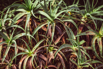 medicinal plant aloe with dark toning, aloe Bush, the long leaves of the plant. Exotic or tropical plant in garden or park. natural background