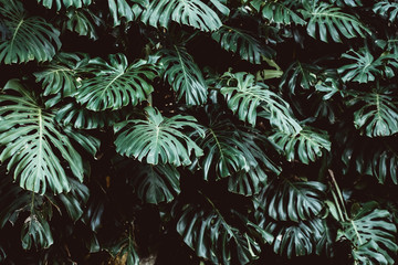Tropical green leaves background, Monstera Deliciosa leaf on wall with dark toning, jungle pattern concept background, close up. Green leaves of Monstera philodendron plant growing in wild.