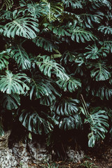 Tropical green leaves background, Monstera Deliciosa leaf on wall with dark toning, jungle pattern concept background, close up. Green leaves of Monstera philodendron plant growing in wild.