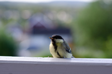 Bird on the porch 3