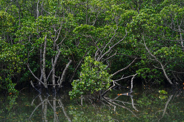 Fototapeta na wymiar マングローブのジャングル