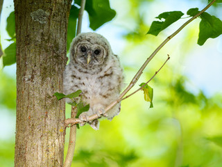 Barred Owl ( Owlet ) Sitting on Tree Branch on Green Background