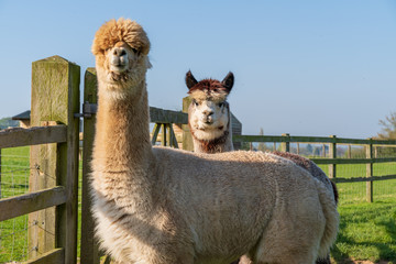 Obraz premium Funny looking alpacas at farm
