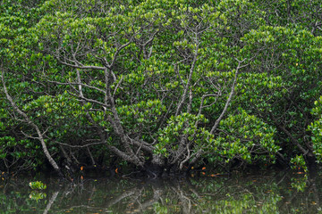 マングローブのジャングル