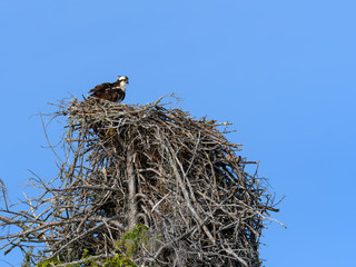 Osprey sitting on huge natural-built nest on blue sky
