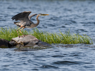 Great Blue Heron Taking Off From the Rock