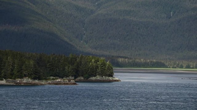 Tracking Shot of Pine Trees in Coastal Alaskan Region