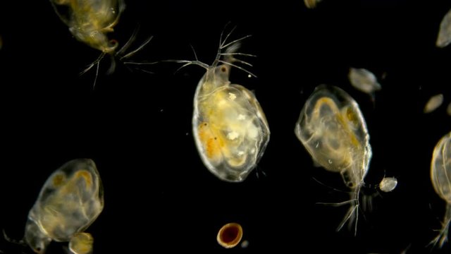 Zooplankton under the microscope. Chaotic movement of a variety of planktonic microorganisms . Daphnia, Cyclopida, Bosmin - crustaceans that live in seas, rivers, ponds. Located at the bottom of the