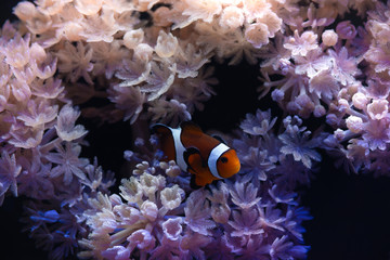 Nice sea scape aquarium with anemones and clown Amphiprion fish