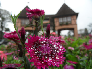 water drops on red flower in Pomerode