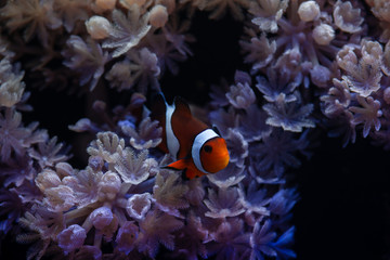 Fototapeta na wymiar Nice sea scape aquarium with anemones and clown Amphiprion fish