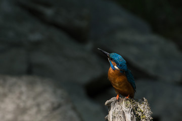 Kingfisher on a pole in the sunshine