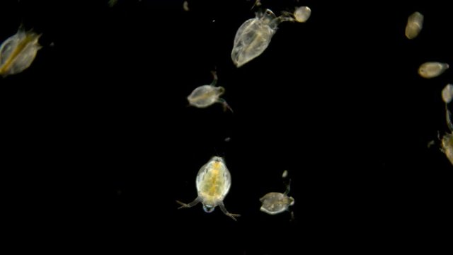 Zooplankton under the microscope. Chaotic movement of a variety of planktonic microorganisms . Daphnia, Cyclopida, Bosmin - crustaceans that live in seas, rivers, ponds. Located at the bottom of the