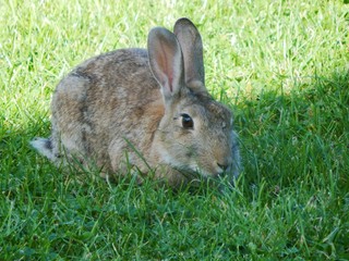 rabbit in the grass