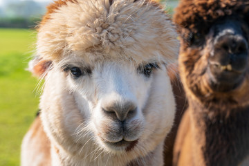Obraz premium Close up of funny looking alpacas at farm