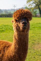 Fototapeta premium Funny looking brown alpaca at farm
