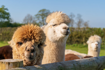 Funny looking white alpacas at farm © Toms