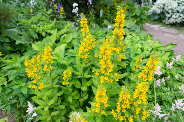 flowering plant in the garden on a summer day