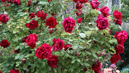 roses rouges