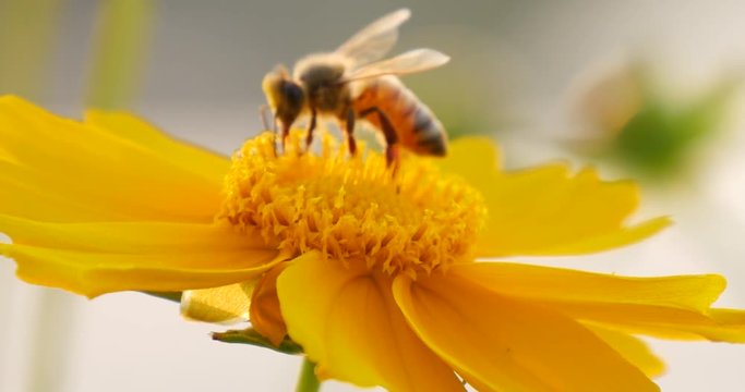 Motion view of Focusing honey bee collecting nectar on flower 02